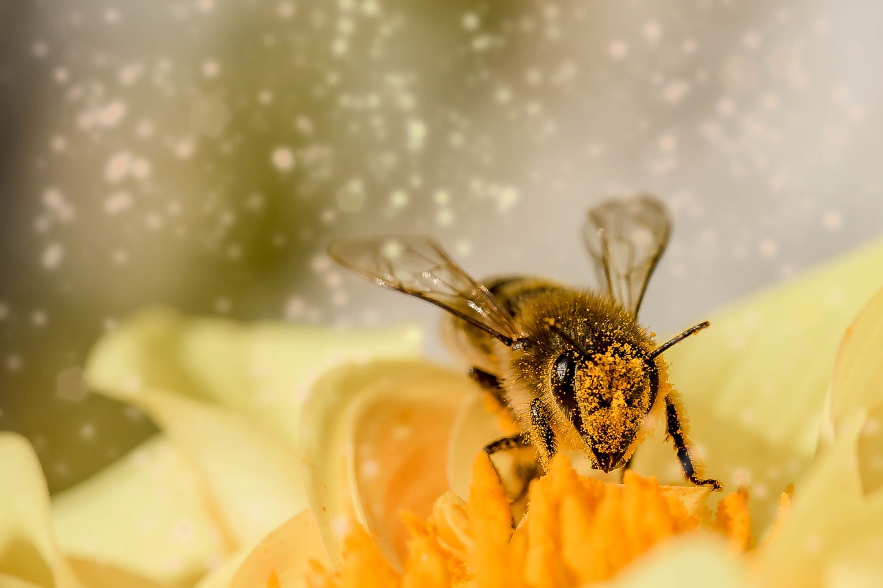 https://pixabay.com/photos/bee-flower-macro-pollinate-pollen-1726659/