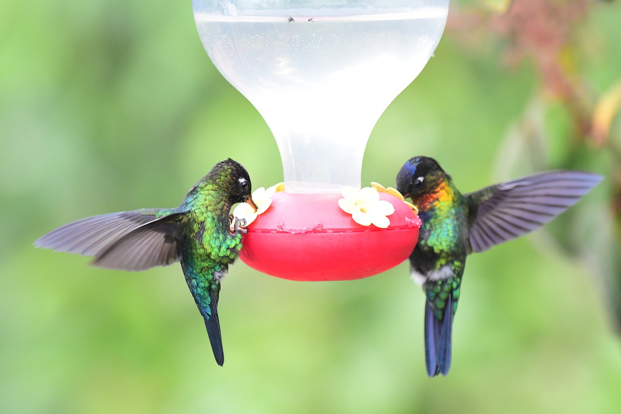 https://pixabay.com/photos/feeding-feeder-exotic-birds-4803255/