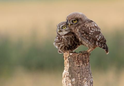 Two owls cuddling on a tree stump.