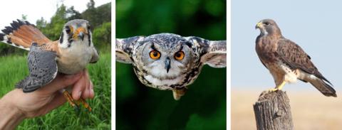 Compare Hawks, Falcons and Owls