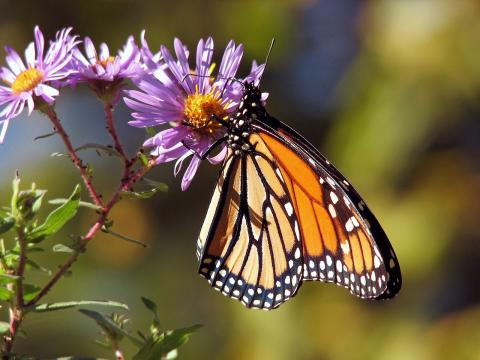 https://pixabay.com/photos/garden-flowers-butterfly-monarch-17057/