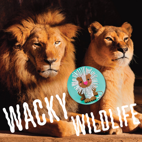 Wacky Wildlife - Lions