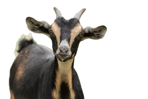 <a href="https://www.freepik.com/free-photo/adorable-black-goat-with-brown-patterns-zoo_17421668.htm#fromView=search&page=1&position=7&uuid=d9f09837-e907-4769-b3b0-947613af30da">Image by wirestock on Freepik</a>