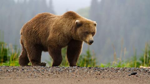 Wacky Wildlife - Bears