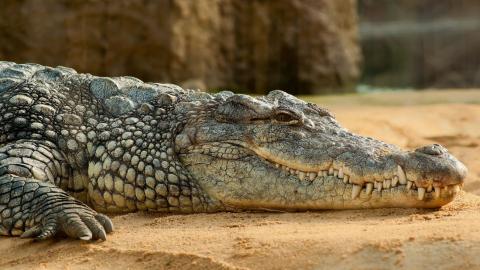 Wacky Wildlife - Crocodiles