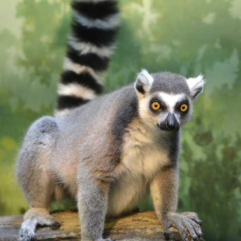 Wacky Wildlife - Lemurs