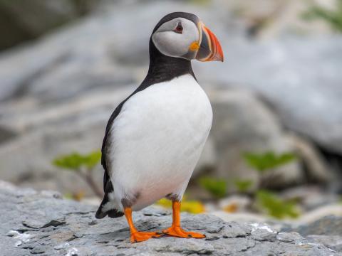 Wacky Wildlife - Puffins