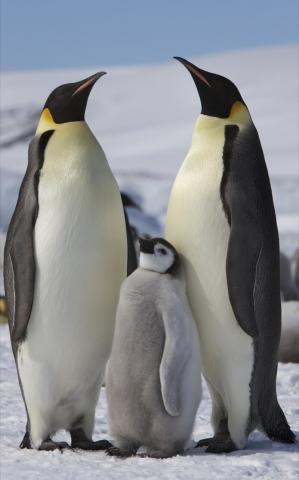 Wacky Wildlife - Penguins