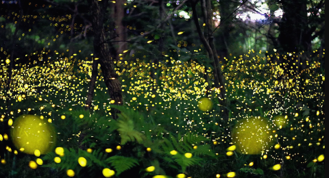 Fireflies