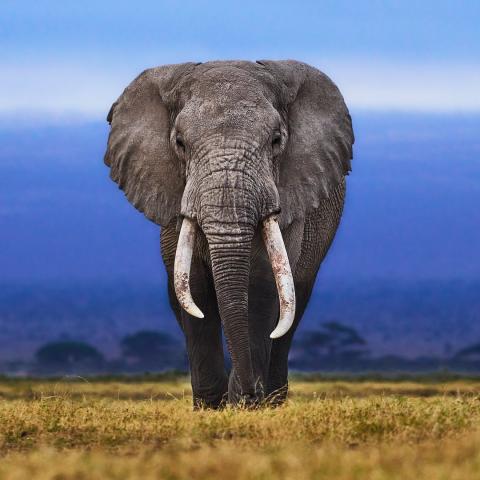 Wacky Wildlife - Elephants