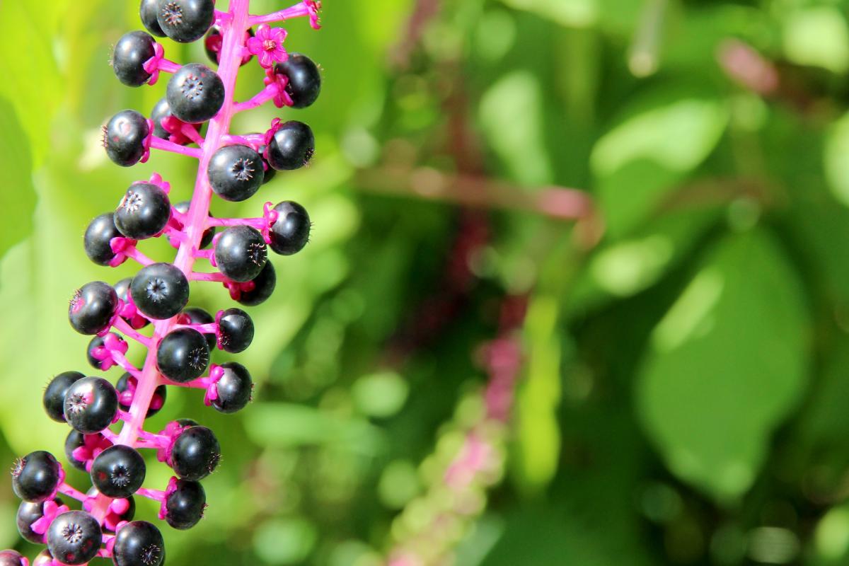 Pokeweed