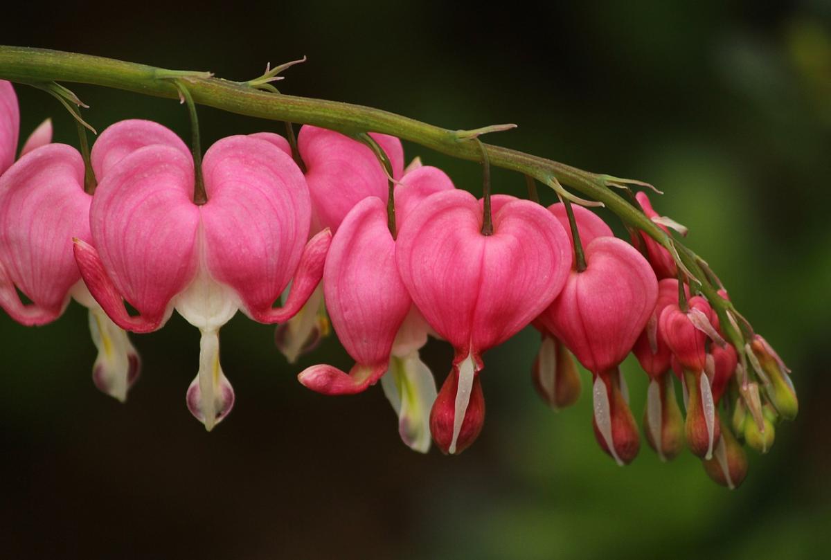 https://pixabay.com/photos/bleeding-hearts-105757/