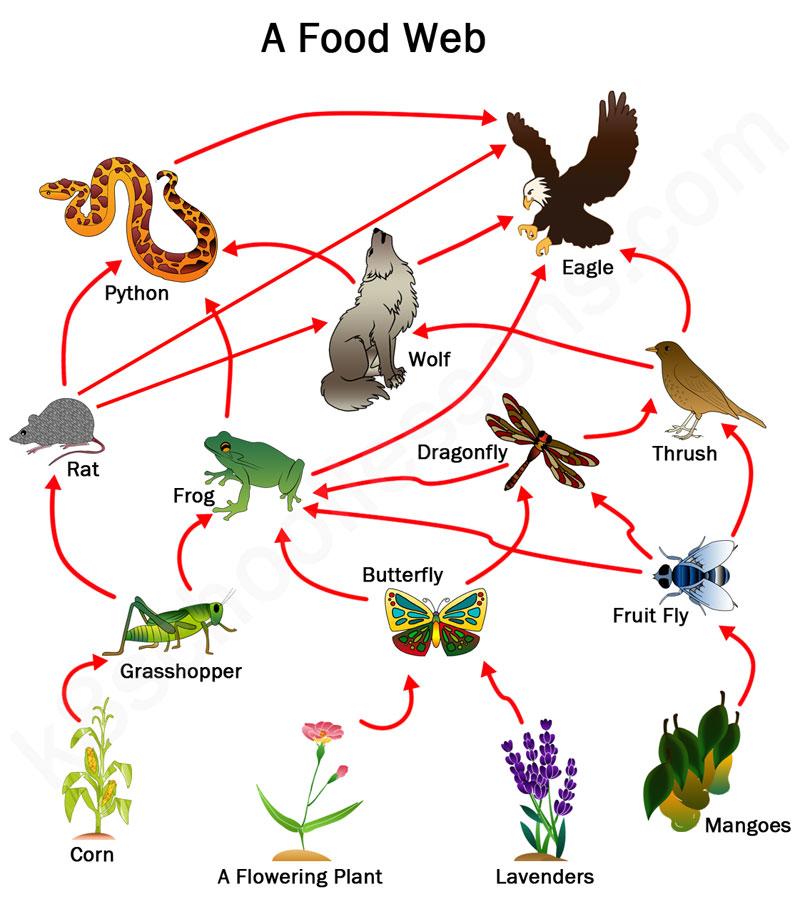 food web