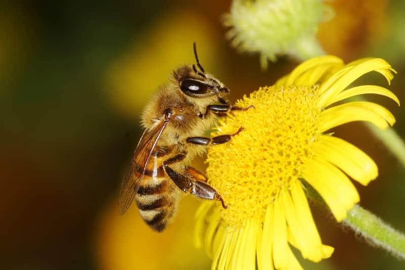 Bee