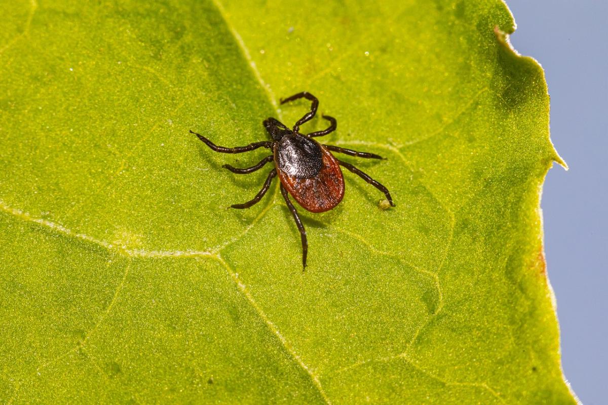 https://pixabay.com/photos/tick-lyme-ixodes-scapularis-5477847/