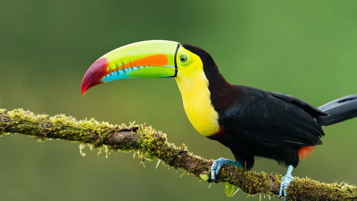 Wacky Wildlife - Toucans
