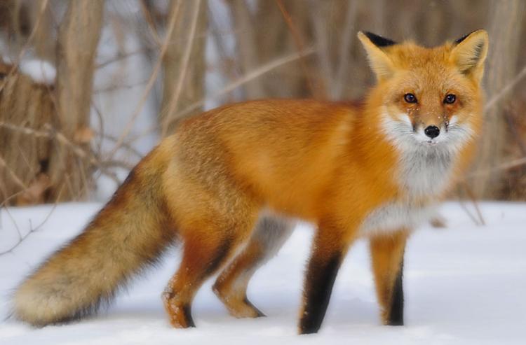 Wacky Wildlife - Foxes