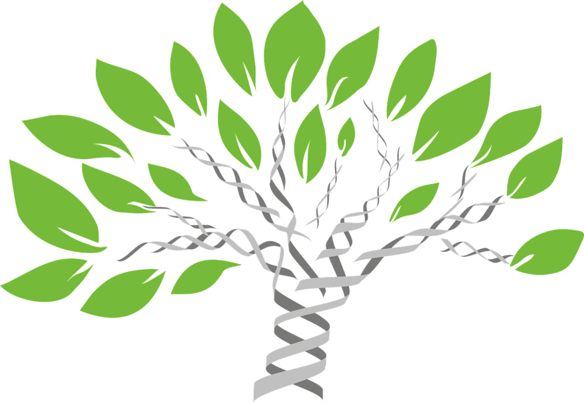 https://pixabay.com/vectors/gene-tree-tree-of-life-evolution-1490270/