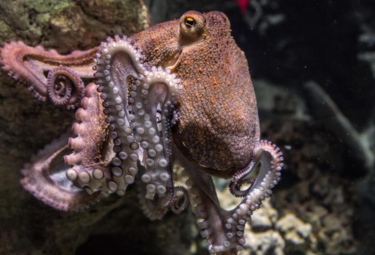 Octopus in the ocean.