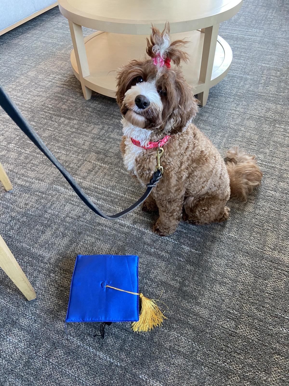 photo of Libby the dog